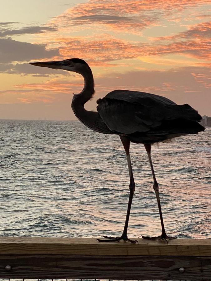Romantic Condo For 2-Sunset Harbor Palms 1-205, Pool, Fishing Pier Navarre Buitenkant foto